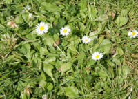 The daisy gets everywhere in the lawn - a weed